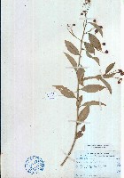 藏品(屈頭雞)的圖片