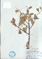 藏品(屈頭雞)的圖片