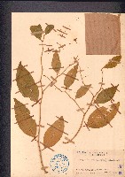 藏品(雷公橘)的圖片