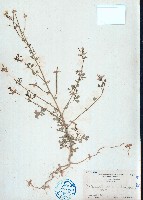 藏品(向天黃)的圖片