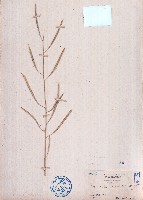 藏品(向天黃)的圖片