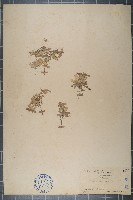 藏品(蔊菜、印度蔊菜)的圖片