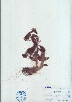 藏品(豬籠草)的圖片