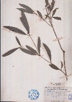 藏品(少花海桐)的圖片