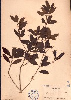 藏品(聚花海桐)的圖片