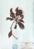 藏品(臺灣海桐)的圖片