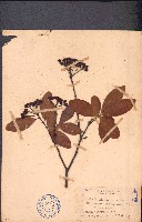 藏品(石楠)的圖片