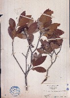 藏品(石楠)的圖片