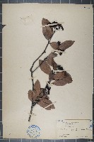 藏品(石楠)的圖片