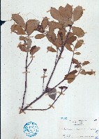藏品(石楠)的圖片