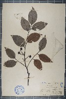 藏品(臂果木)的圖片