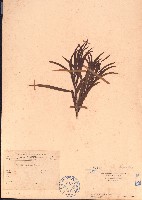 藏品(相思樹)的圖片