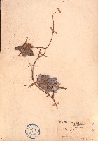 藏品(雞母珠)的圖片