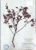 藏品(小葉紅葉藤)的圖片