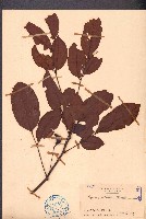 藏品(紅葉藤)的圖片