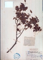 藏品(小葉紅葉藤)的圖片