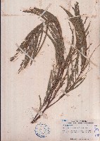 藏品(楹樹)的圖片