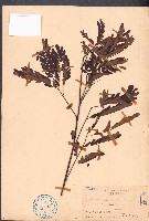 藏品(酸豆、羅望子)的圖片