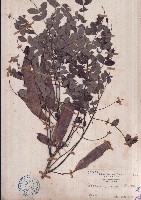 藏品(黃豆樹、菲律賓合歡)的圖片