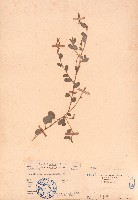 藏品(刺莢木藍)的圖片