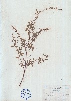 藏品(兩節豆)的圖片