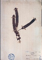 藏品(長序首冠藤)的圖片