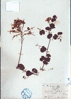 藏品(長序首冠藤)的圖片