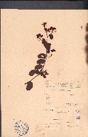 藏品(長序首冠藤)的圖片