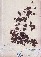 藏品(長序首冠藤)的圖片