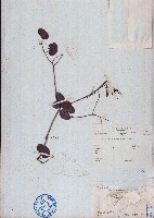藏品(長序首冠藤)的圖片