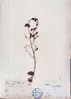 藏品(長序首冠藤)的圖片