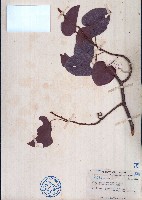 藏品(銹莢藤)的圖片