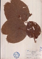 藏品(海南羊蹄甲)的圖片