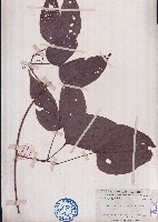 藏品(牛蹄麻)的圖片