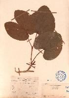 藏品(海南羊蹄甲)的圖片