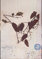 藏品(日本火索藤)的圖片