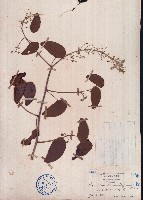 藏品(蓮實藤)的圖片