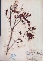 藏品(黃蝴蝶)的圖片