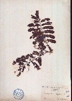 藏品(蘇木)的圖片