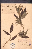 藏品(木豆)的圖片