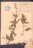 藏品(木豆)的圖片