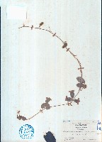 藏品(蔓蟲豆)的圖片