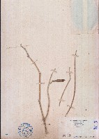 藏品(濱刀豆)的圖片