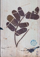 藏品(翼柄決明)的圖片