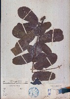 藏品(翼柄決明)的圖片