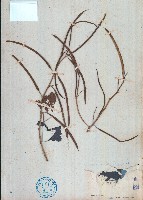 藏品(決明)的圖片