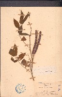 藏品(草決明)的圖片