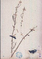 藏品(假含羞草)的圖片