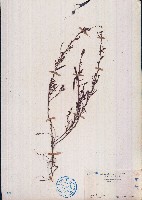 藏品(假含羞草)的圖片