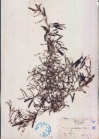 藏品(假含羞草)的圖片